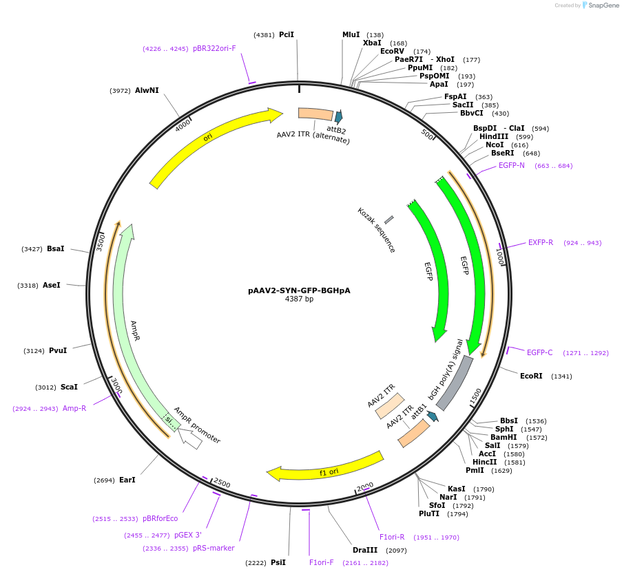 190229-plasmid-map-sequence-id-376641