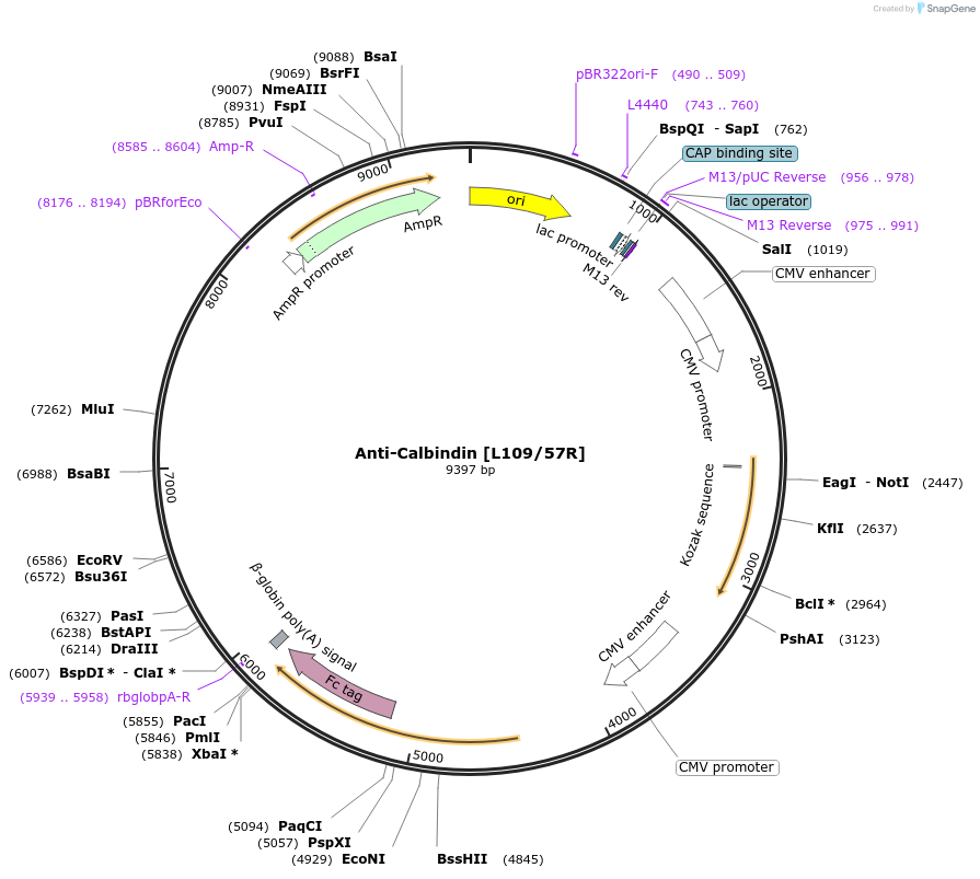 177455-plasmid-map-sequence-id-376642