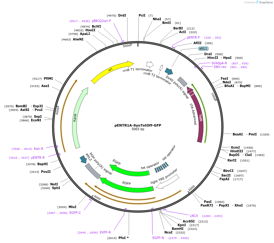 190230-plasmid-map-sequence-id-376644