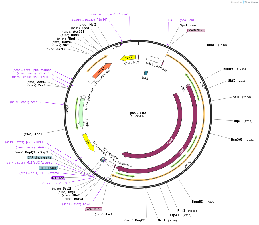 184987-plasmid-map-sequence-id-376661