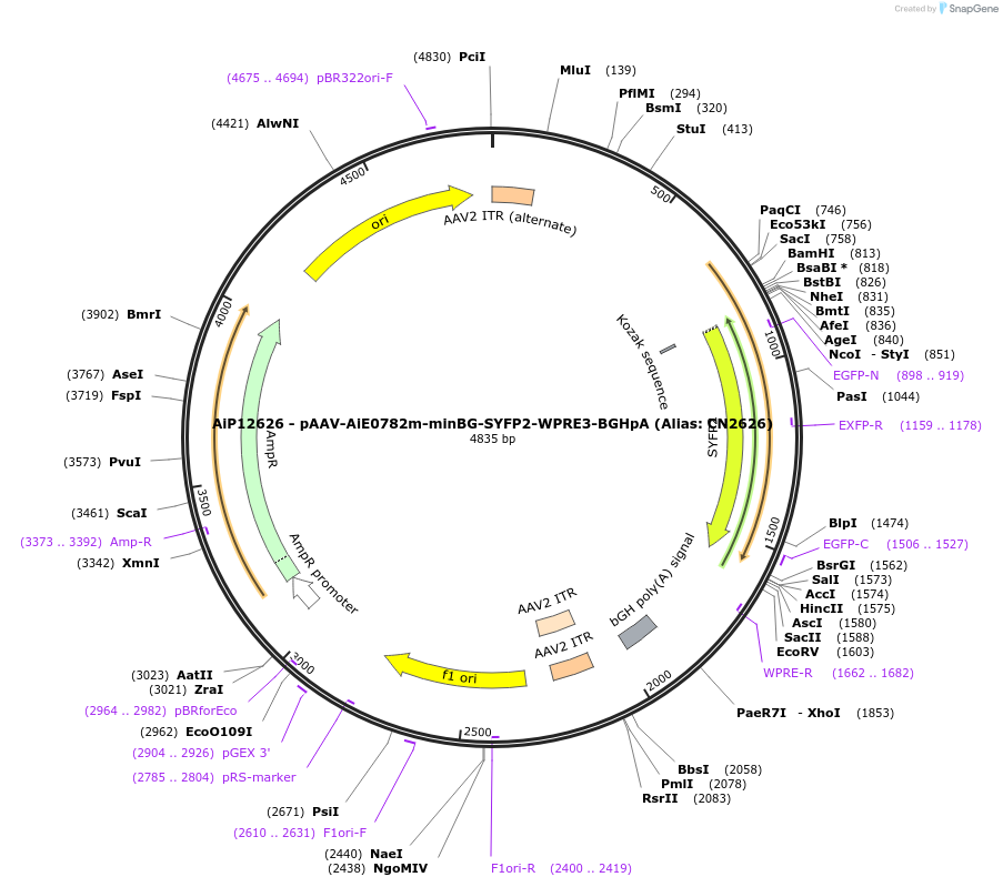 191712-plasmid-map-sequence-id-376662