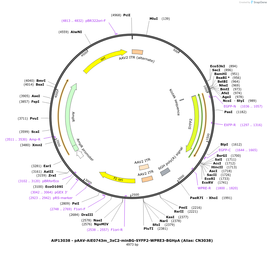 191720-plasmid-map-sequence-id-376667
