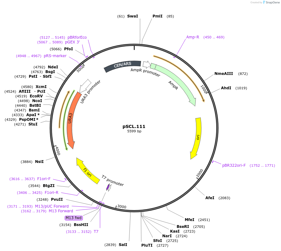 184980-plasmid-map-sequence-id-376669