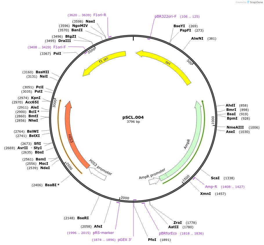 184969-plasmid-map-sequence-id-376671