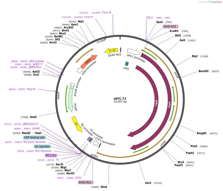 184984-plasmid-map-sequence-id-376672