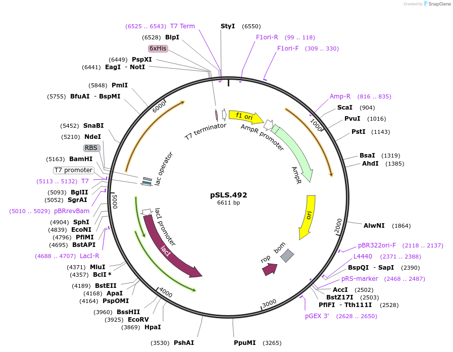 184957-plasmid-map-sequence-id-376681