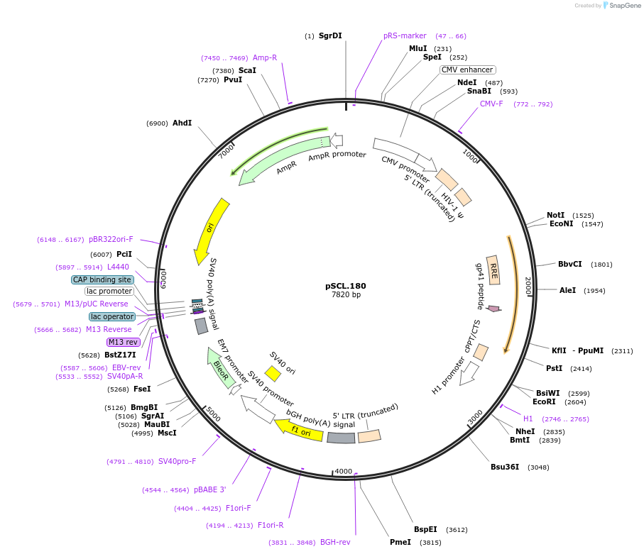 185001-plasmid-map-sequence-id-376682