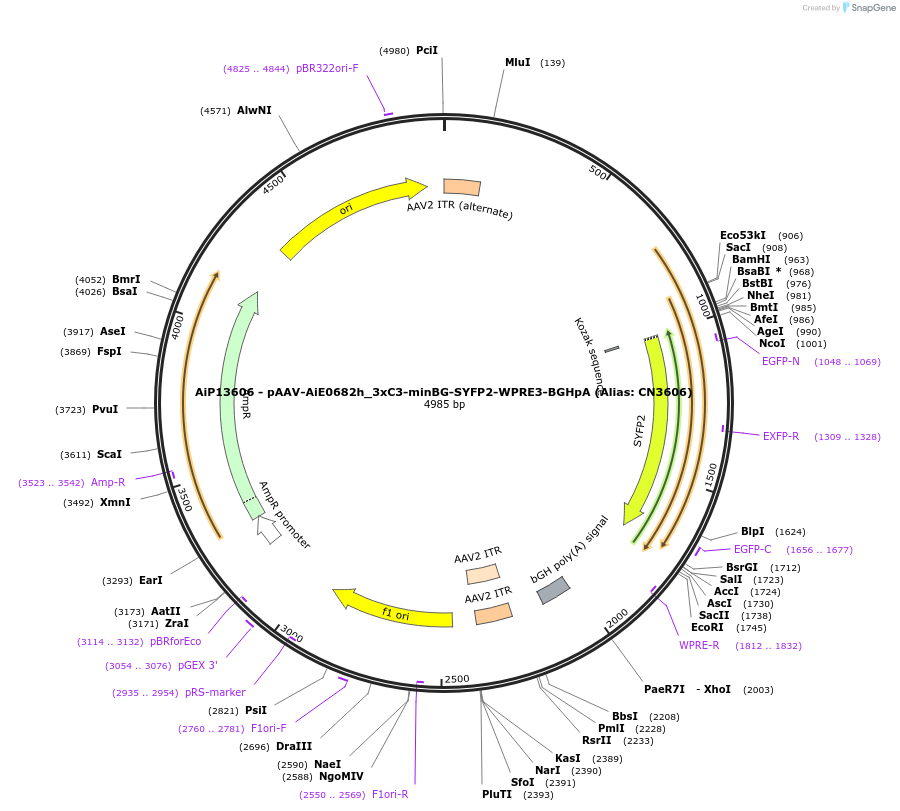191739-plasmid-map-sequence-id-376683