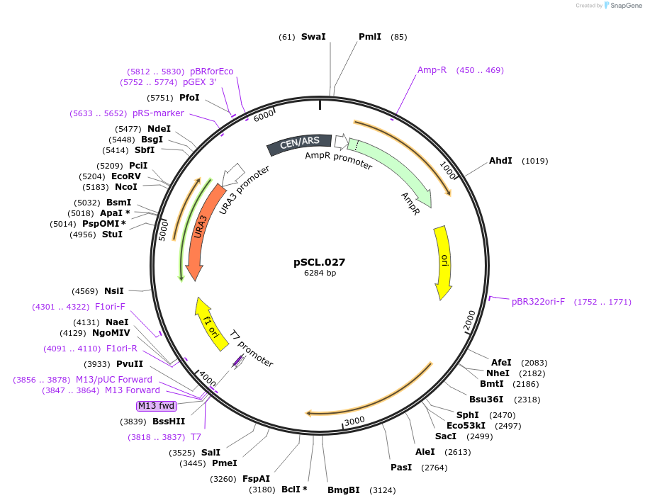 184964-plasmid-map-sequence-id-376685