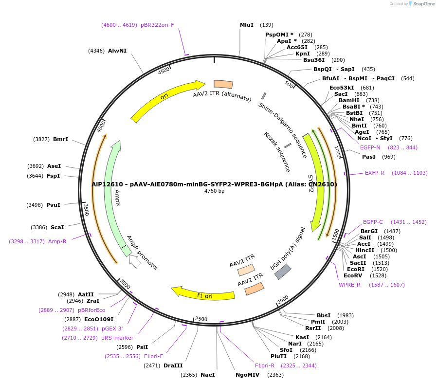 191737-plasmid-map-sequence-id-376686