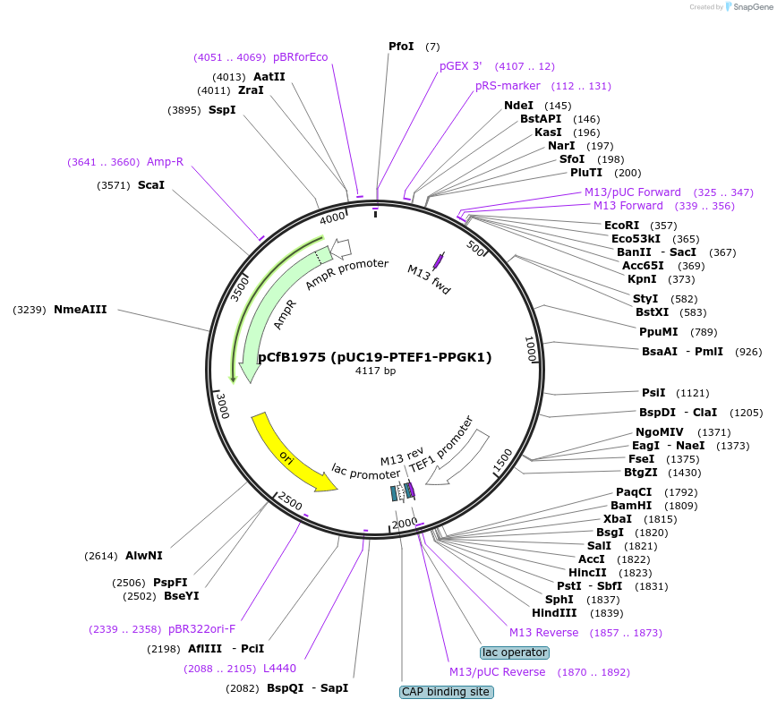 73296-plasmid-map-sequence-id-376691
