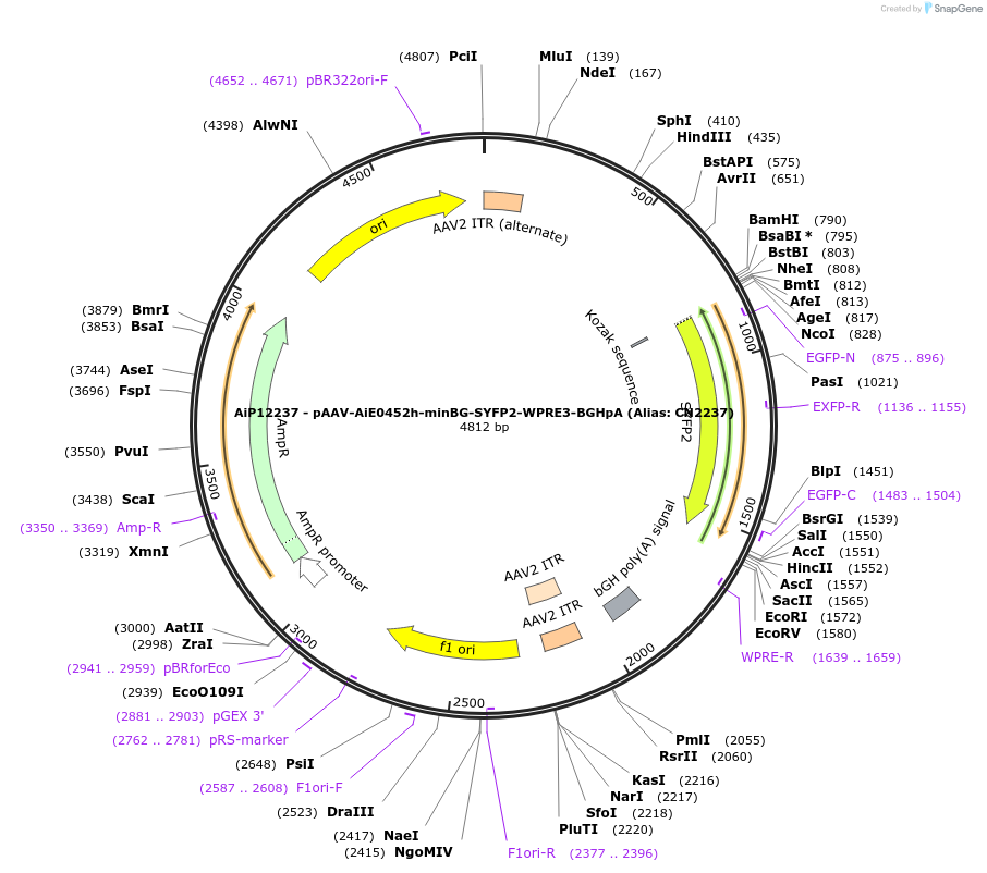 191707-plasmid-map-sequence-id-376693