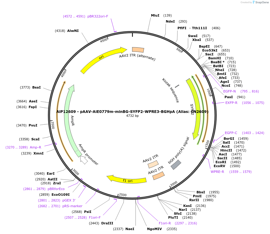 191705-plasmid-map-sequence-id-376695