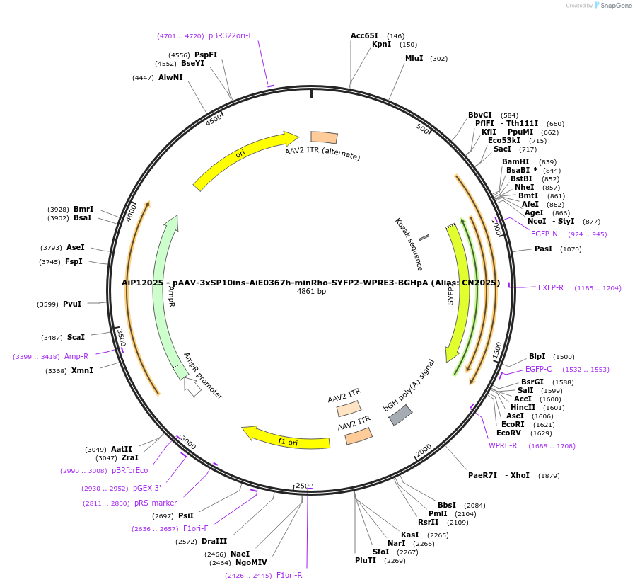 191716-plasmid-map-sequence-id-376696