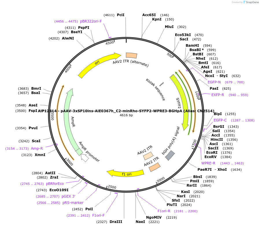191717-plasmid-map-sequence-id-376699