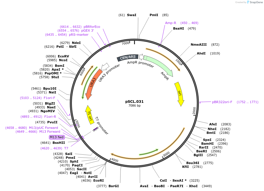 184968-plasmid-map-sequence-id-376702