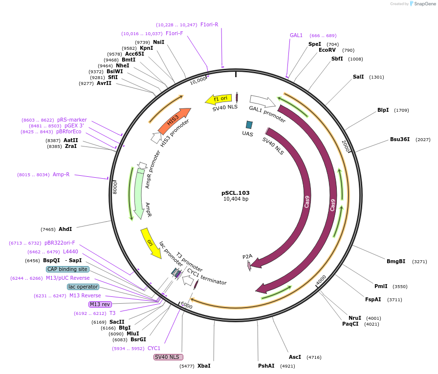 184988-plasmid-map-sequence-id-376703