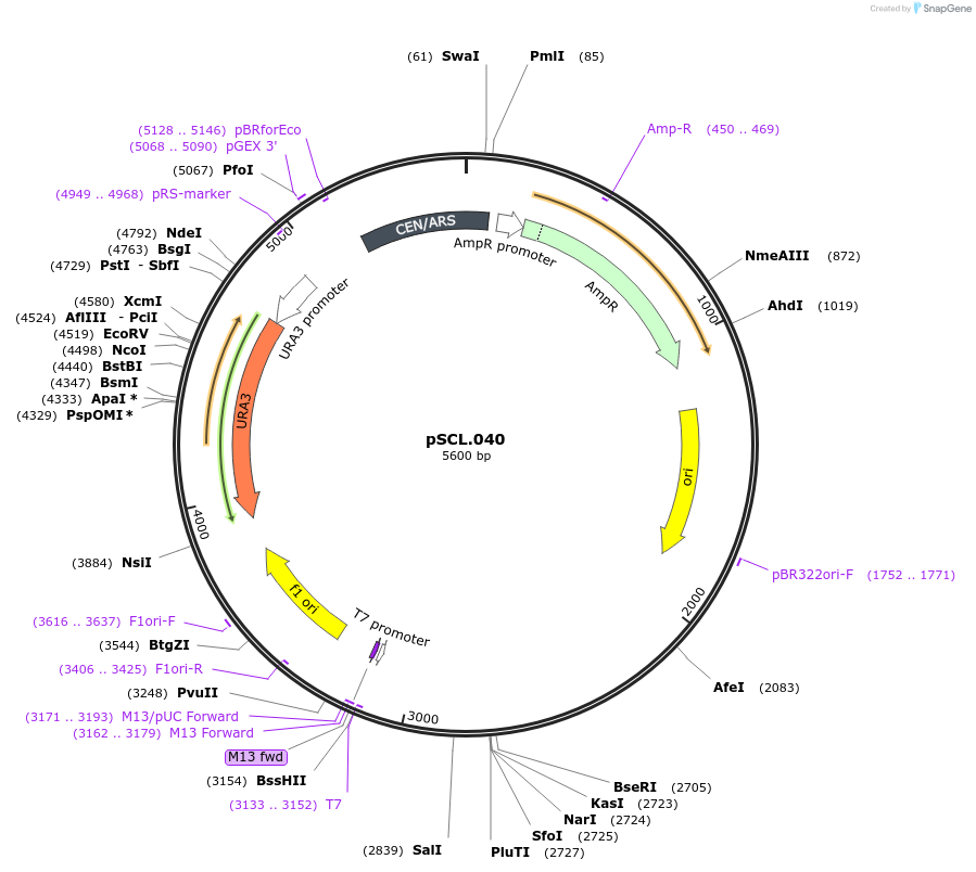 184974-plasmid-map-sequence-id-376705