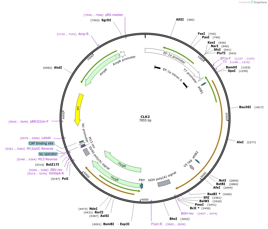 155459-plasmid-map-sequence-id-376711