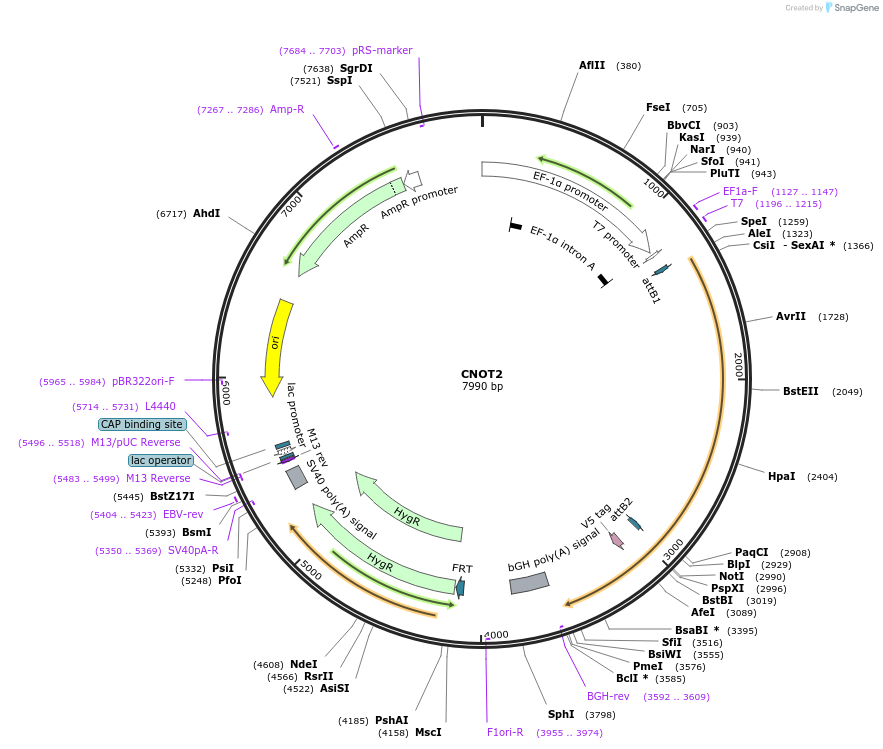 155466-plasmid-map-sequence-id-376717
