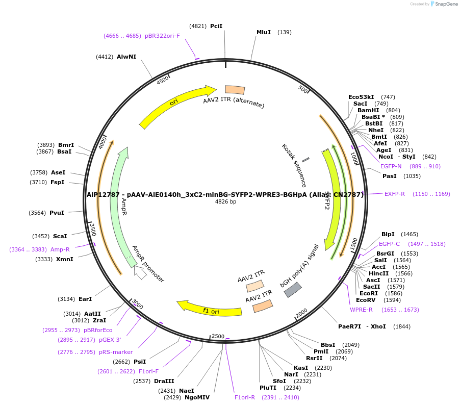 191726-plasmid-map-sequence-id-376718