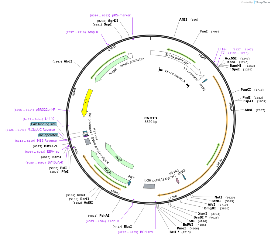 155467-plasmid-map-sequence-id-376720