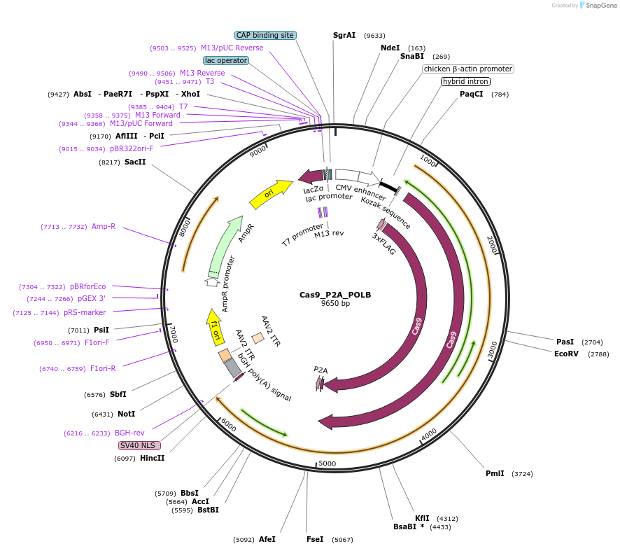 190145-plasmid-map-sequence-id-376721