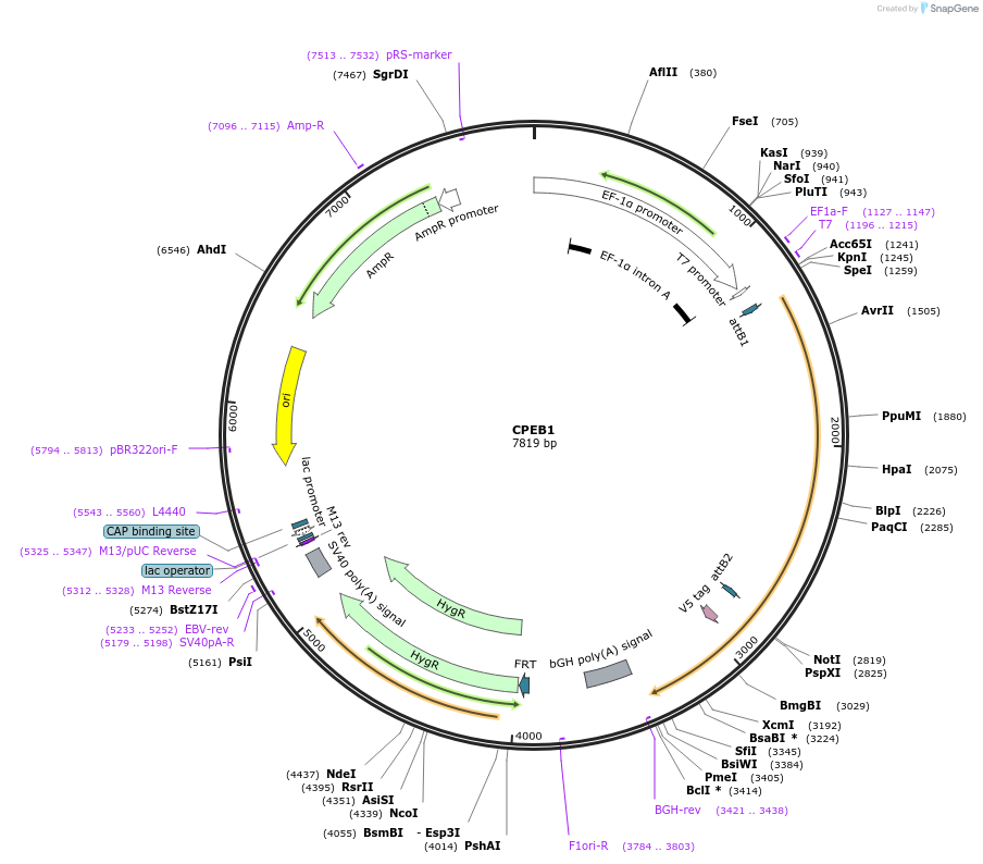 155472-plasmid-map-sequence-id-376725