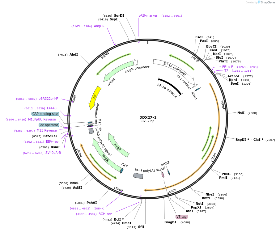 155514-plasmid-map-sequence-id-376733