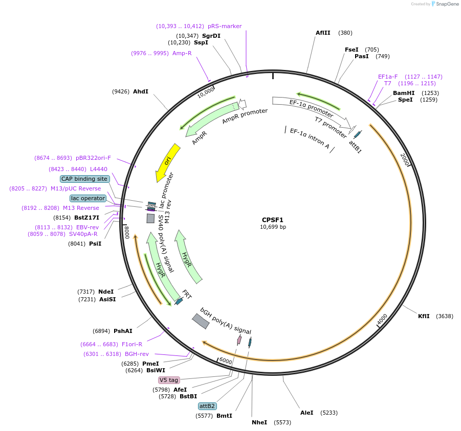 155475-plasmid-map-sequence-id-376734