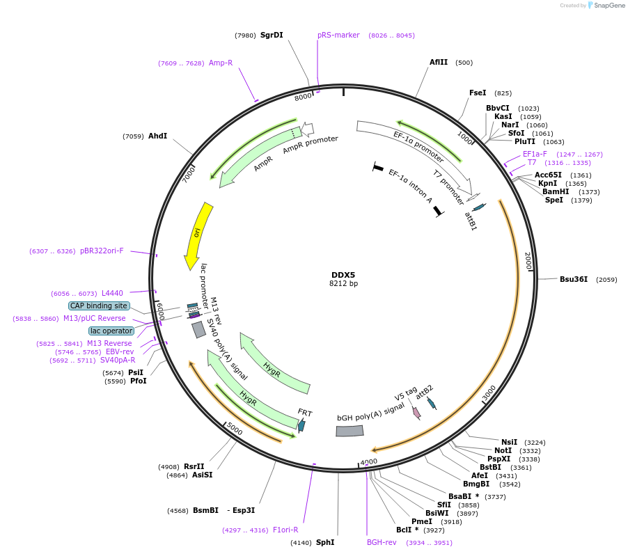 155523-plasmid-map-sequence-id-376737