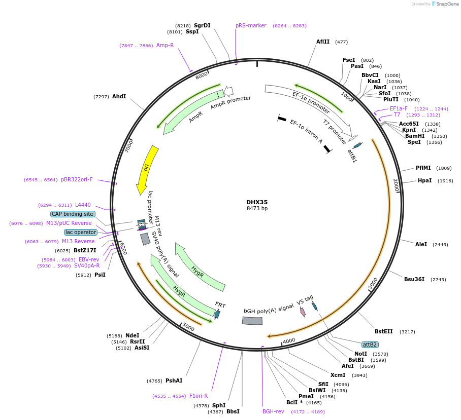155538-plasmid-map-sequence-id-376742