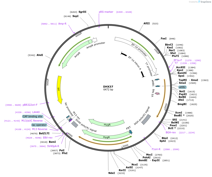 155539-plasmid-map-sequence-id-376745