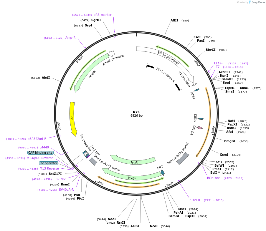 155986-plasmid-map-sequence-id-376748