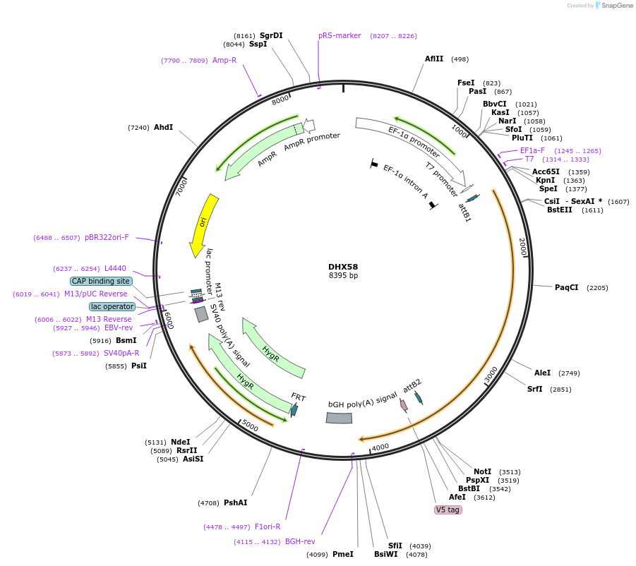 155542-plasmid-map-sequence-id-376750