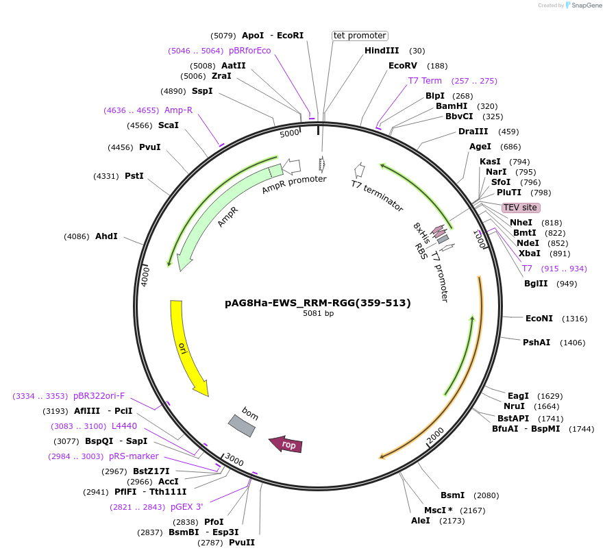 188046-plasmid-map-sequence-id-376751