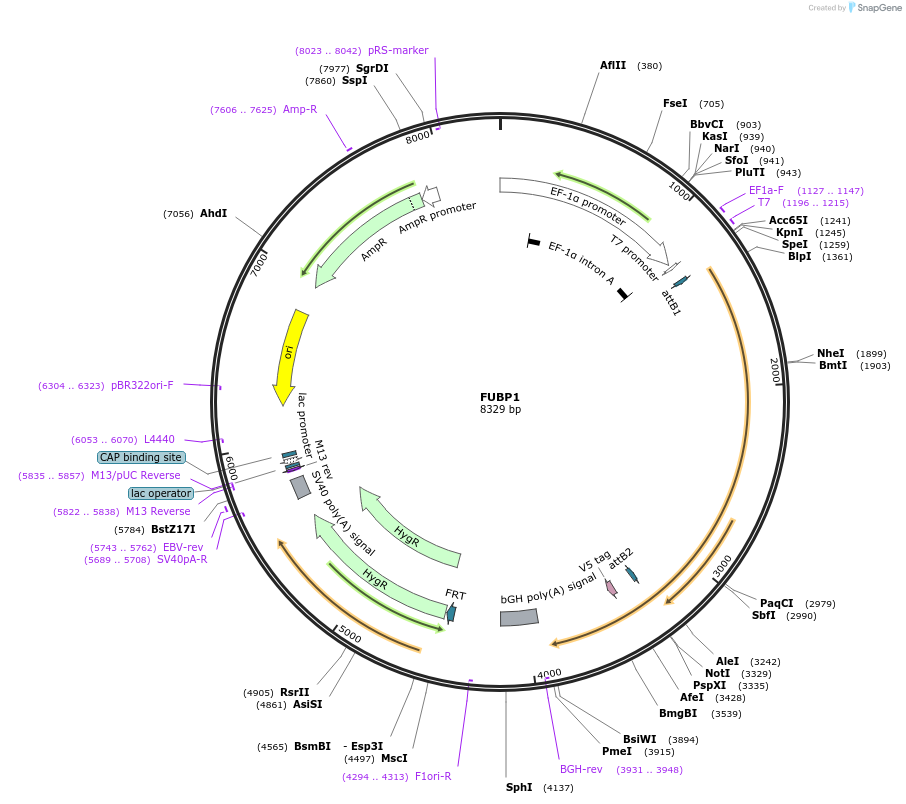 155613-plasmid-map-sequence-id-376755