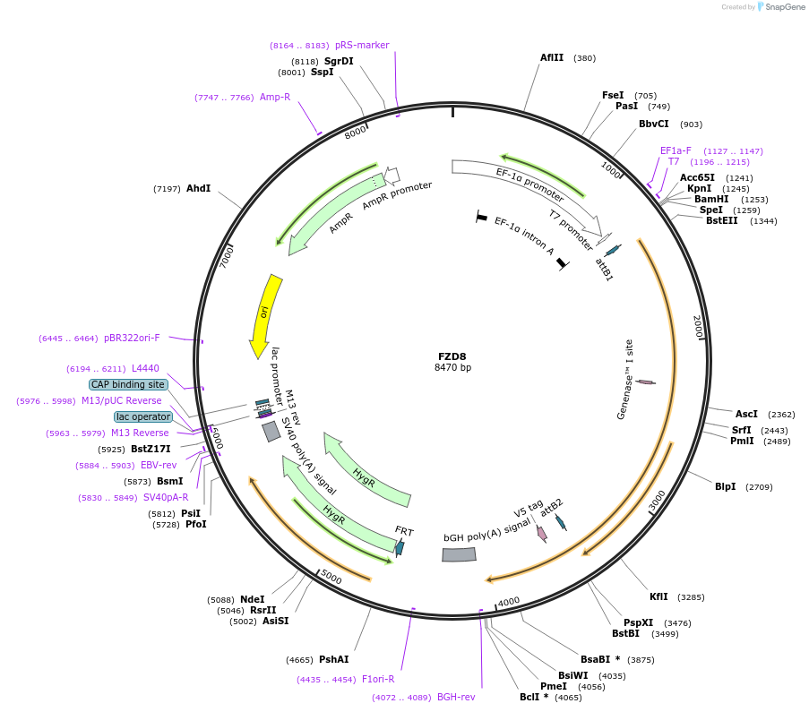 155618-plasmid-map-sequence-id-376759