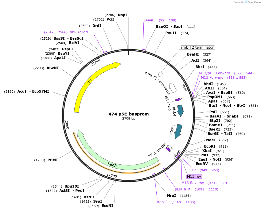 31158-plasmid-map-sequence-id-37676