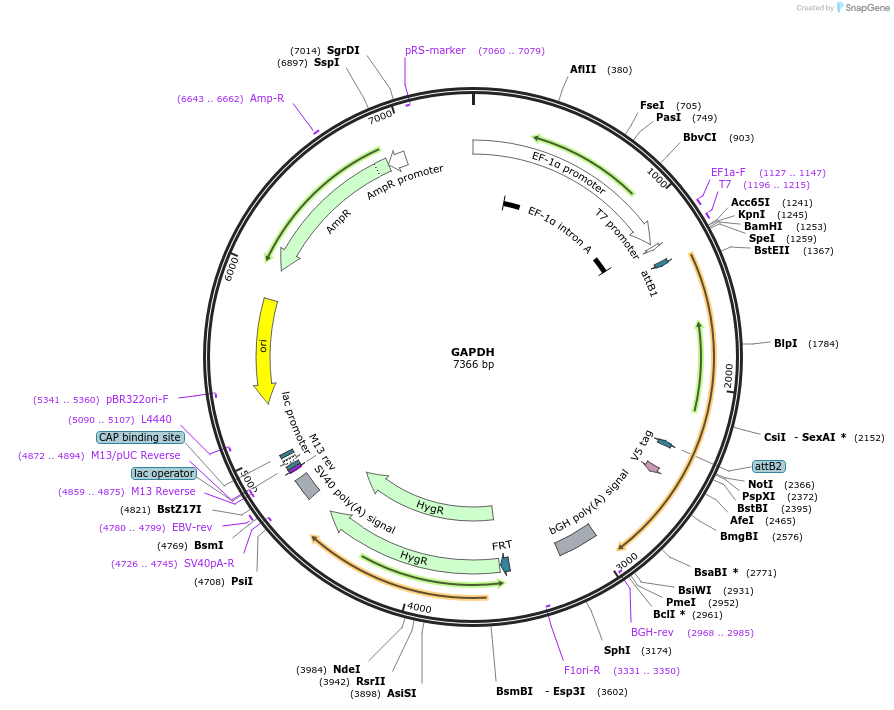 155622-plasmid-map-sequence-id-376760