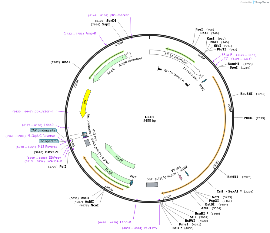 155625-plasmid-map-sequence-id-376767