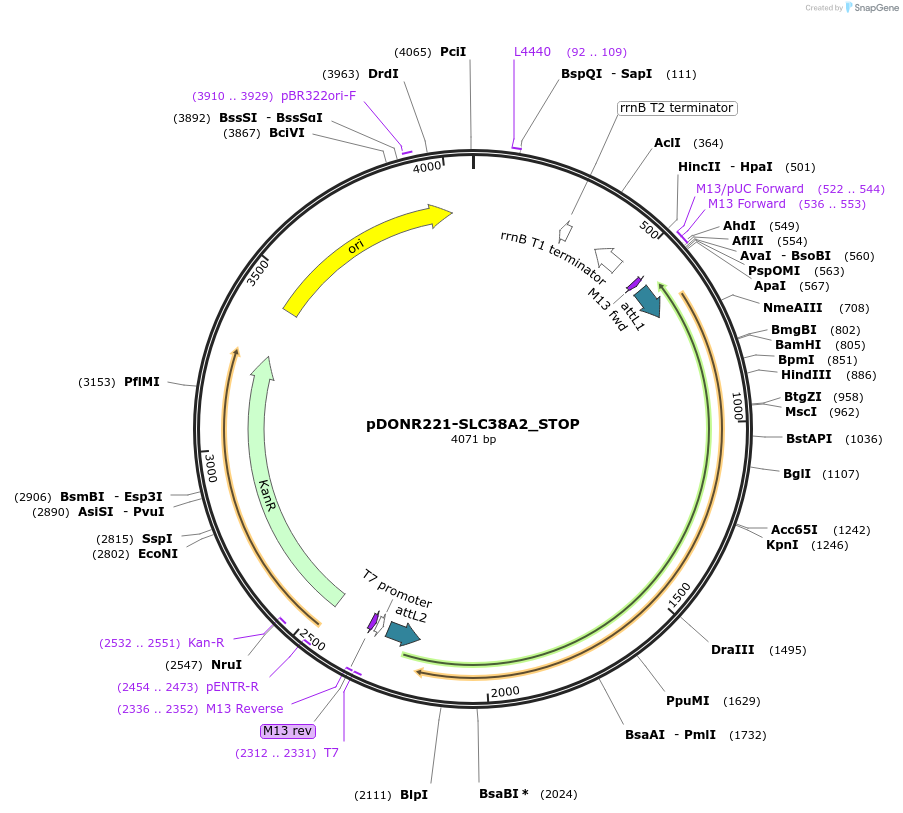 161225-plasmid-map-sequence-id-376794