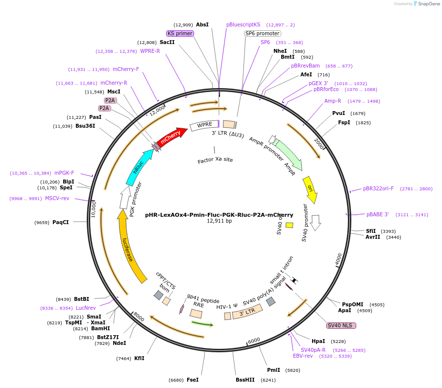 192634-plasmid-map-sequence-id-376799