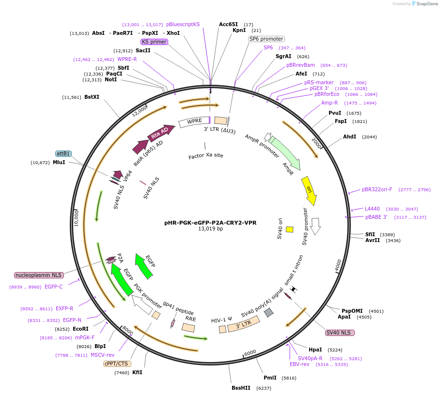 192610-plasmid-map-sequence-id-376800