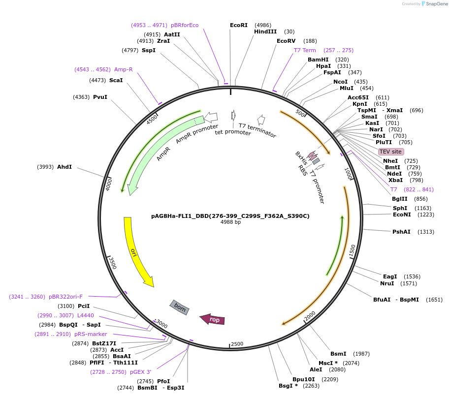 188048-plasmid-map-sequence-id-376806