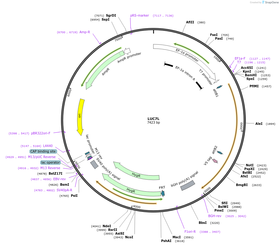 155713-plasmid-map-sequence-id-376900