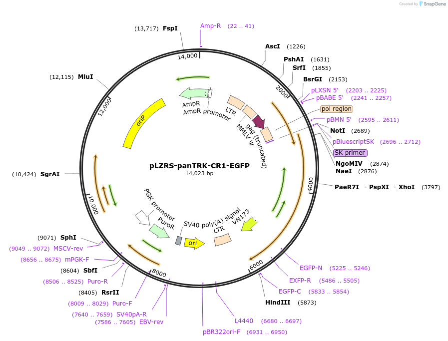 187194-plasmid-map-sequence-id-376908