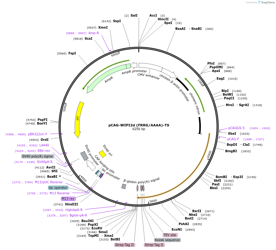 190037-plasmid-map-sequence-id-376913