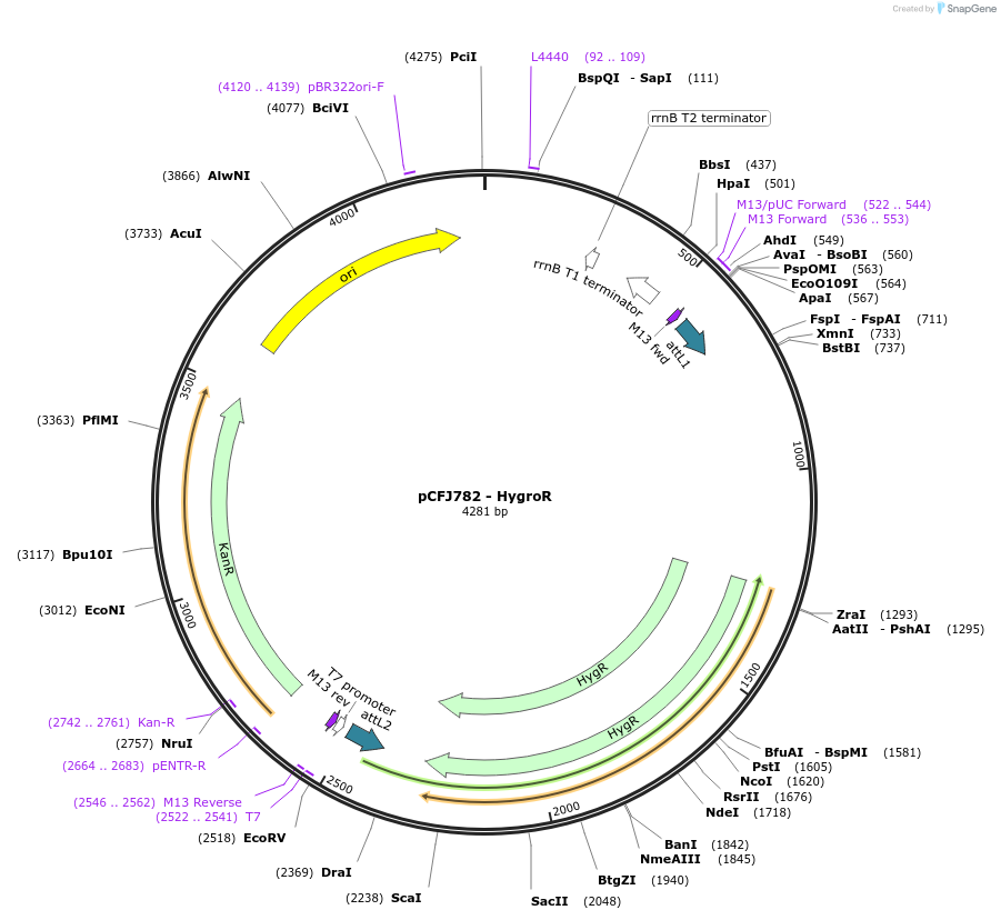 190933-plasmid-map-sequence-id-376952