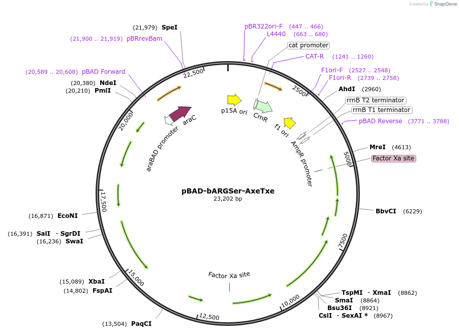 192473-plasmid-map-sequence-id-376957